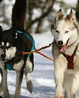 Good Breeder Code of Ethics