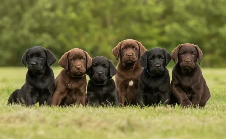 The risks and downsides of anti-breeder laws