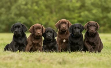 The risks and downsides of anti-breeder laws