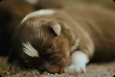 The puppy timeline: What happens before they join your family and what you should know