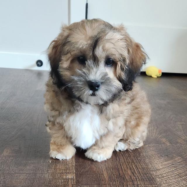 Willie - Shihpoo