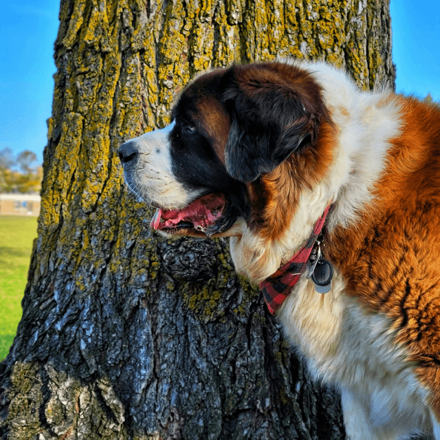 About saint bernard breed - facts and overview