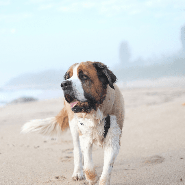 About saint bernard breed - facts and overview