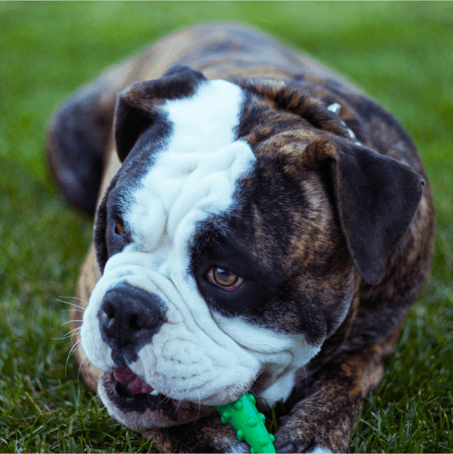 About olde english bulldogge breed - facts and overview