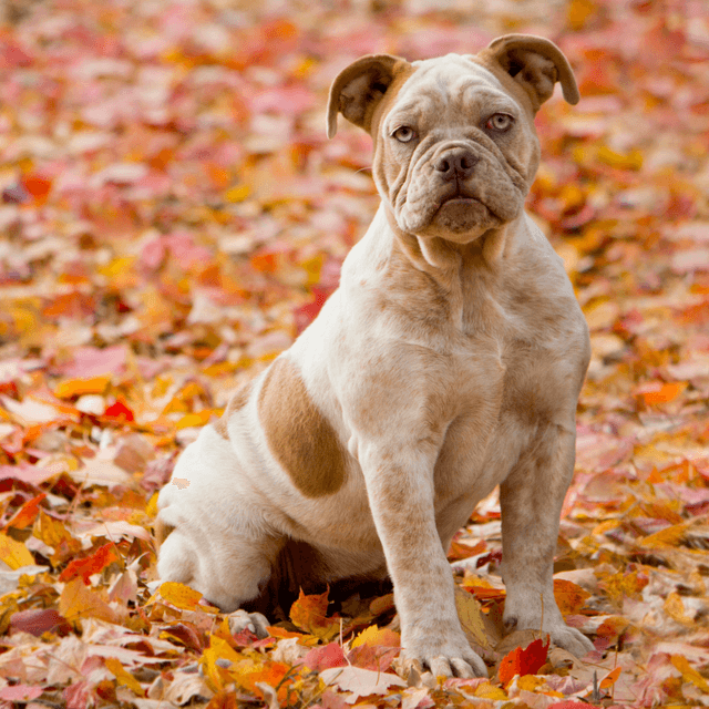 About olde english bulldogge breed - facts and overview