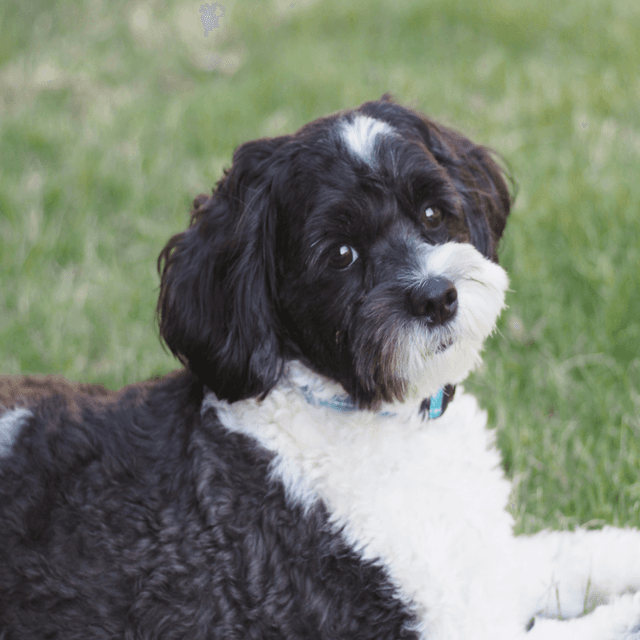 About shihpoo breed - facts and overview