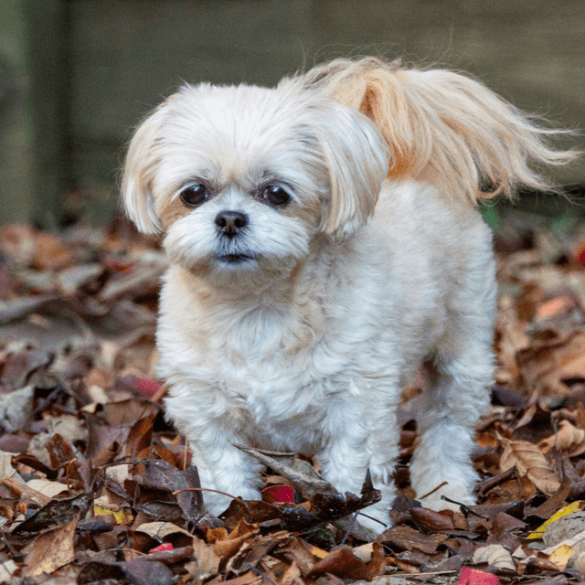 About shihpoo breed - facts and overview