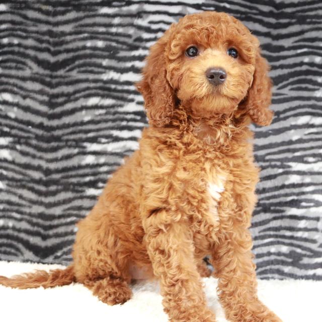 Shelby - Goldendoodle
