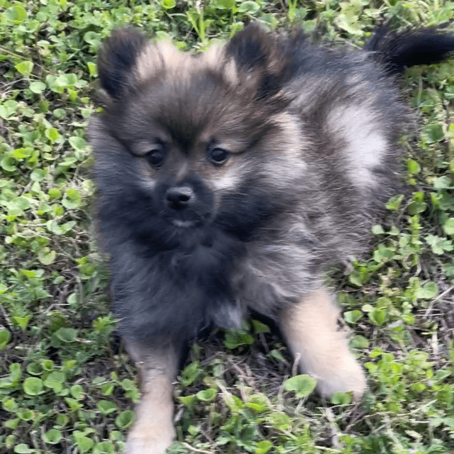 Spencer - Pomeranian