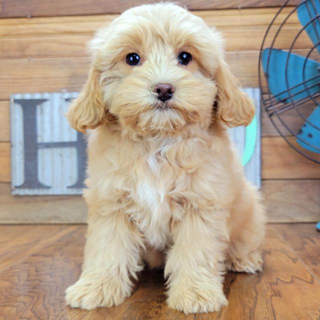 Dally - Aussiedoodle