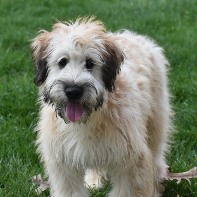 Prince - Soft Coated Wheaten Terrier