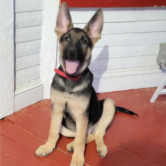 Brody - German Shepherd Dog