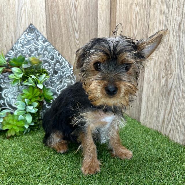 Forest - Yorkshire Terrier