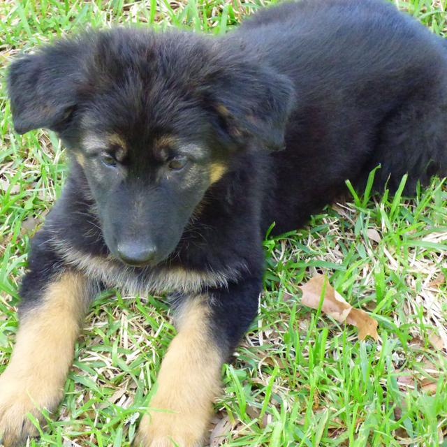 Sadie - German Shepherd Dog