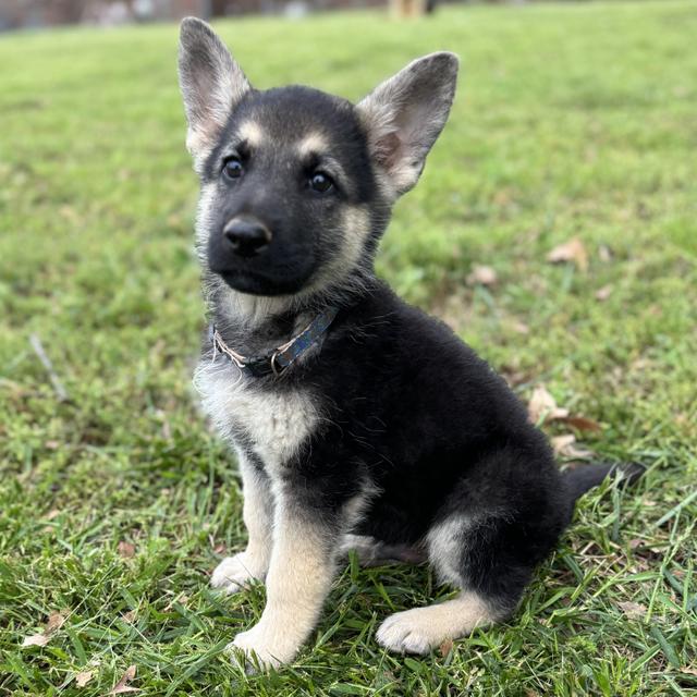 Loki - German Shepherd Dog