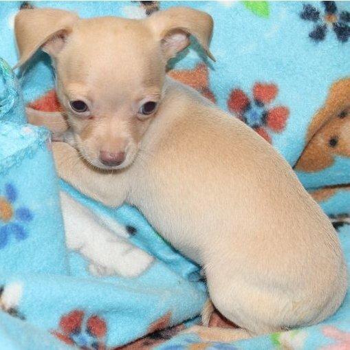 Horton - Chihuahua