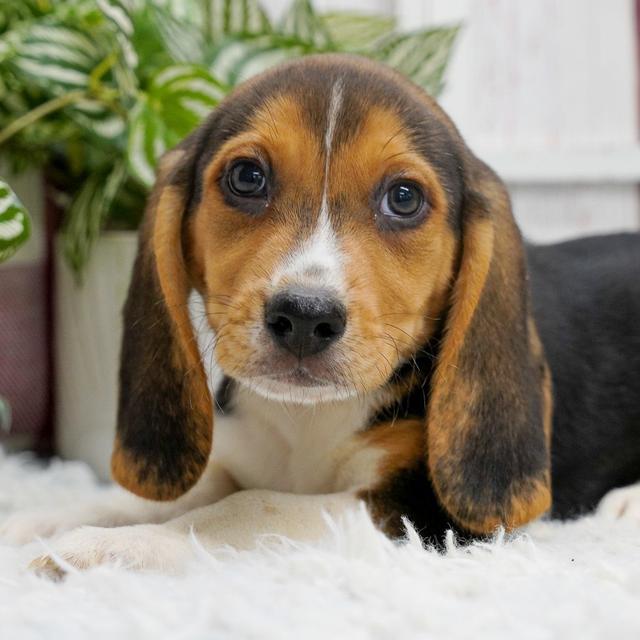 Tex - Beagle