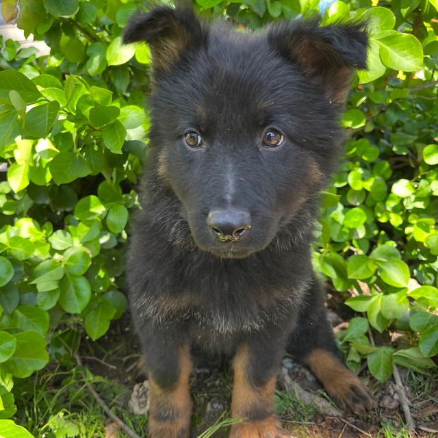 Asuka - German Shepherd Dog