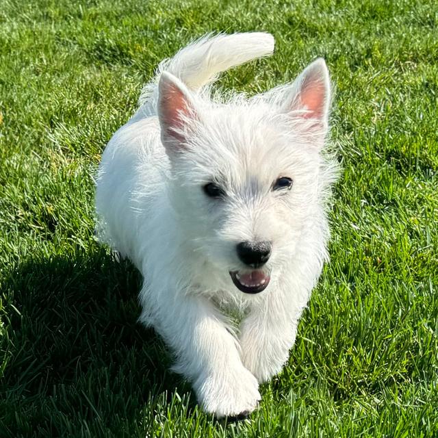 Tonka - West Highland White Terrier