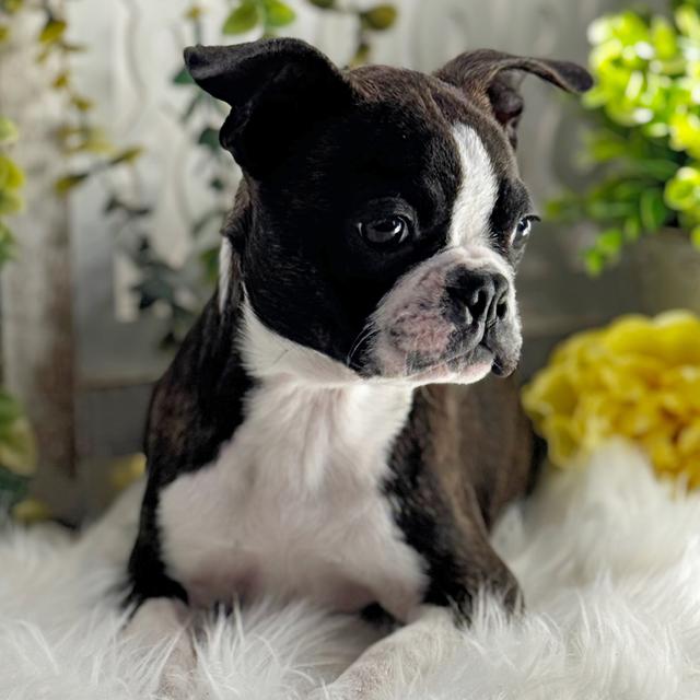 Lola - Boston Terrier