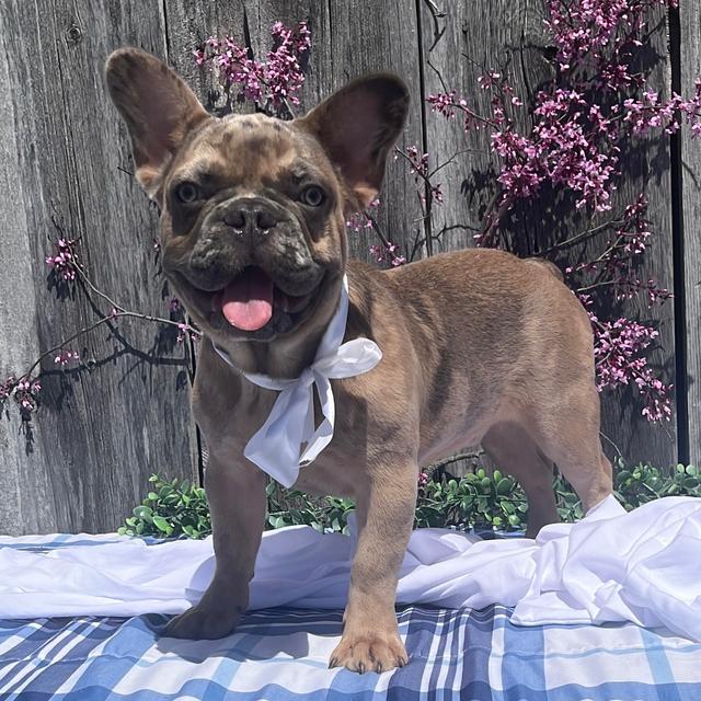 Adorable Zack  - French Bulldog