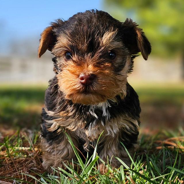 Cocoa - Yorkshire Terrier