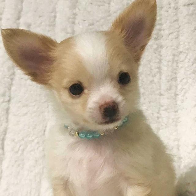 Lil' Noah - Chihuahua