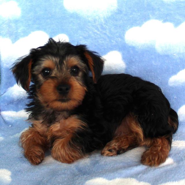 Max - Yorkshire Terrier