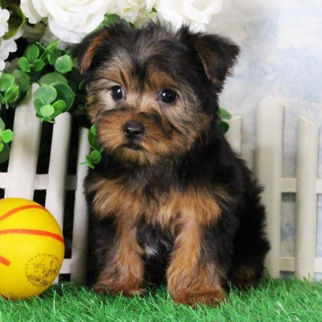 Willy - Yorkshire Terrier