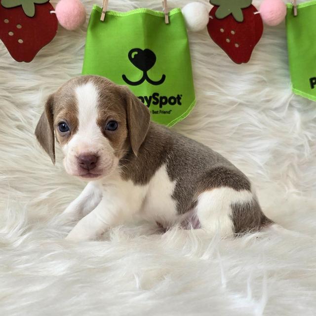 Poppy - Beagle
