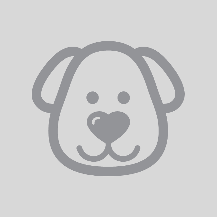 Bichonpoo Puppy Tracker